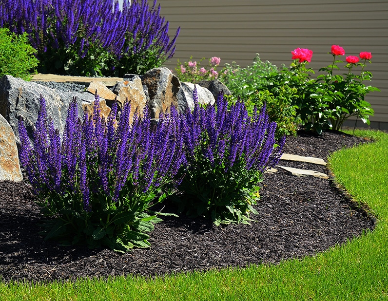 pretty purple flowers by retaining wall in mulched area - Vision Landscape Services NJ